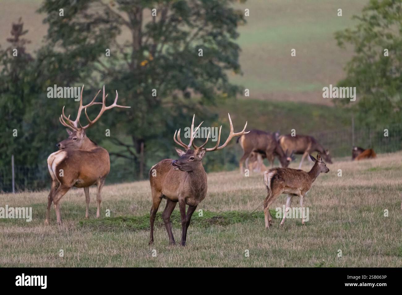 A herd of Altai maral, Altai wapiti or Altai elk (Cervus canadensis ...