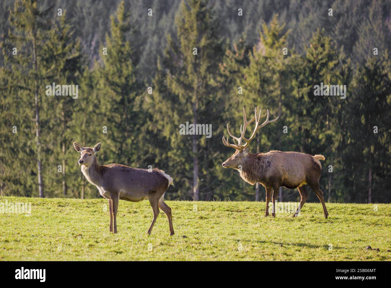 An Altai maral stag and a hind Altai wapiti or Altai elk (Cervus ...