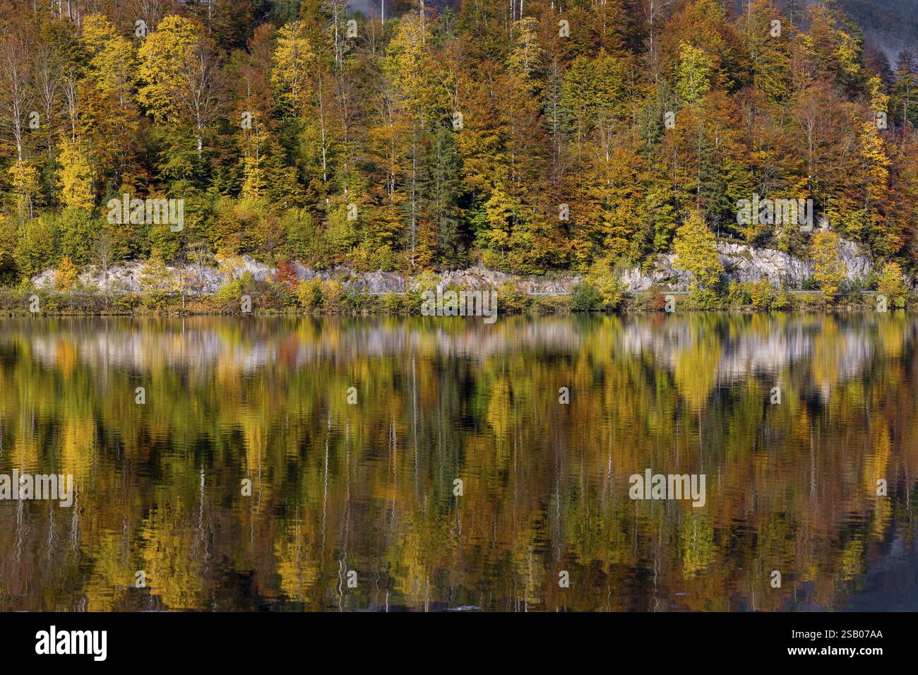 Lake Almsee in autumn with a forest reflected in the lake Stock Photo ...
