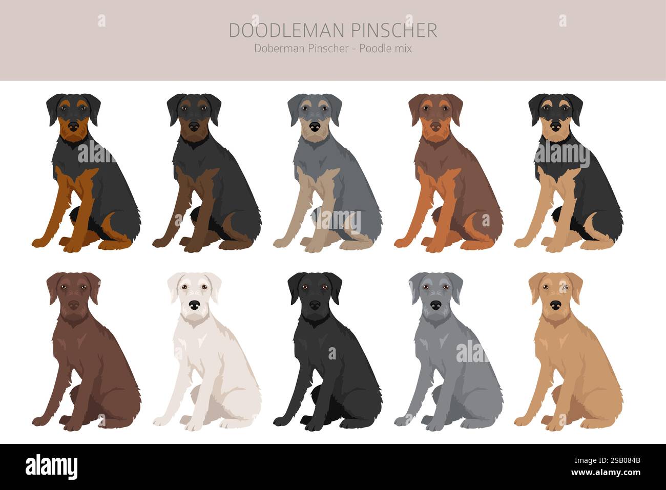 Doodleman pinscher hi-res stock photography and images - Alamy, image size:1300x957