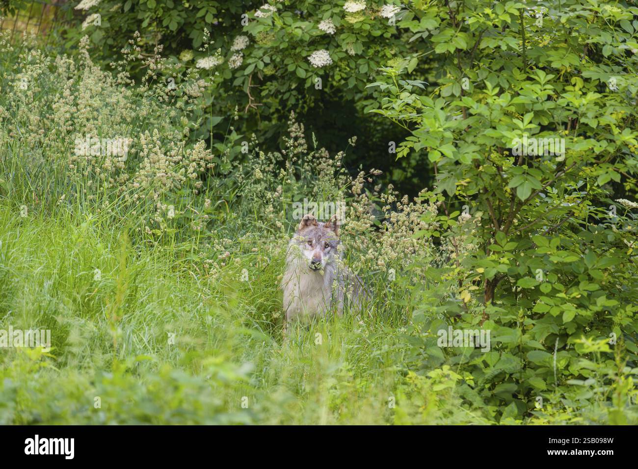 Wolf Submitting A submissive eurasian gray wolf (Canis lupus lupus) anxiously watches ...
