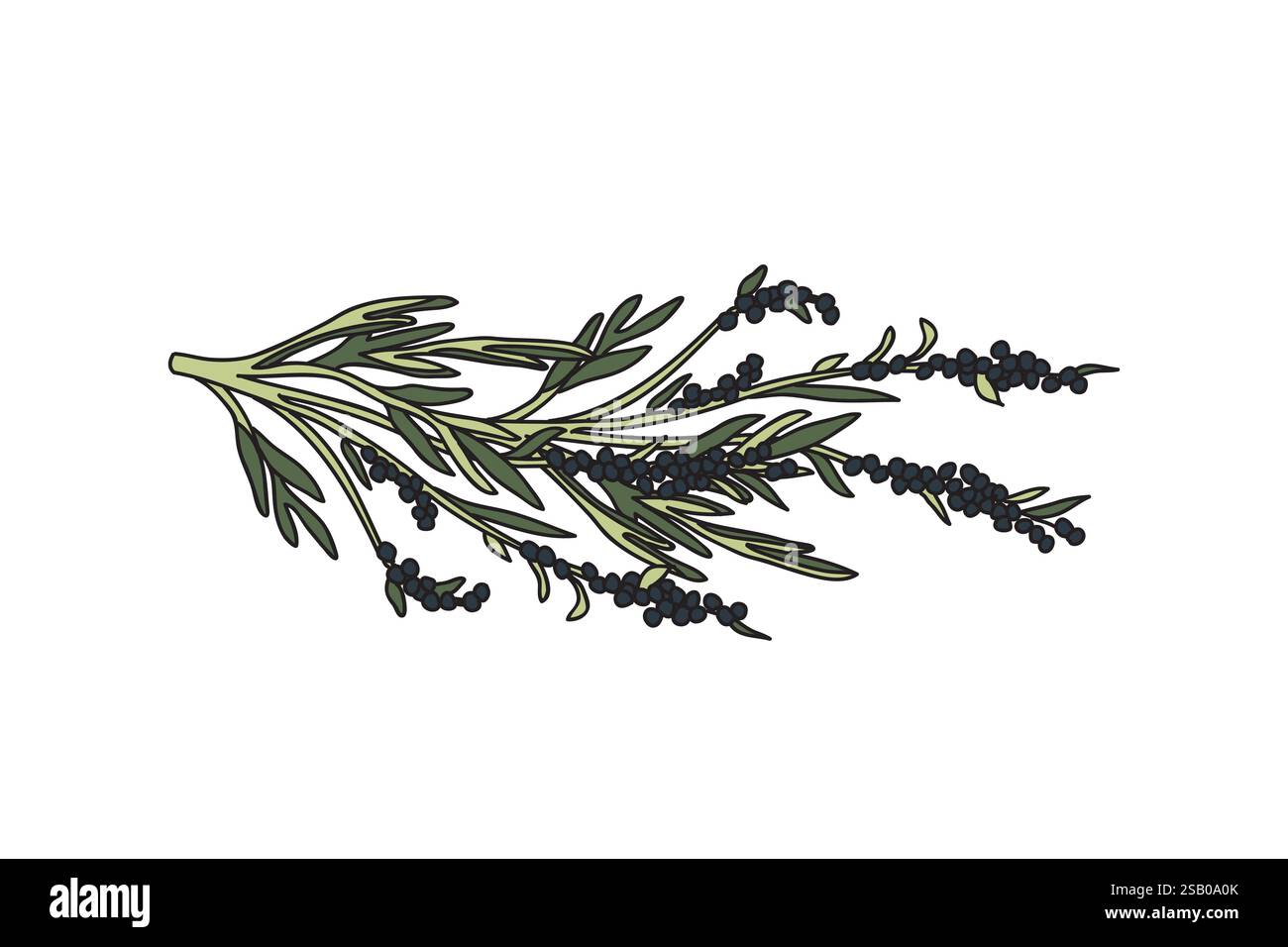 Botanical olive branch with leaves and berries isolated on white ...