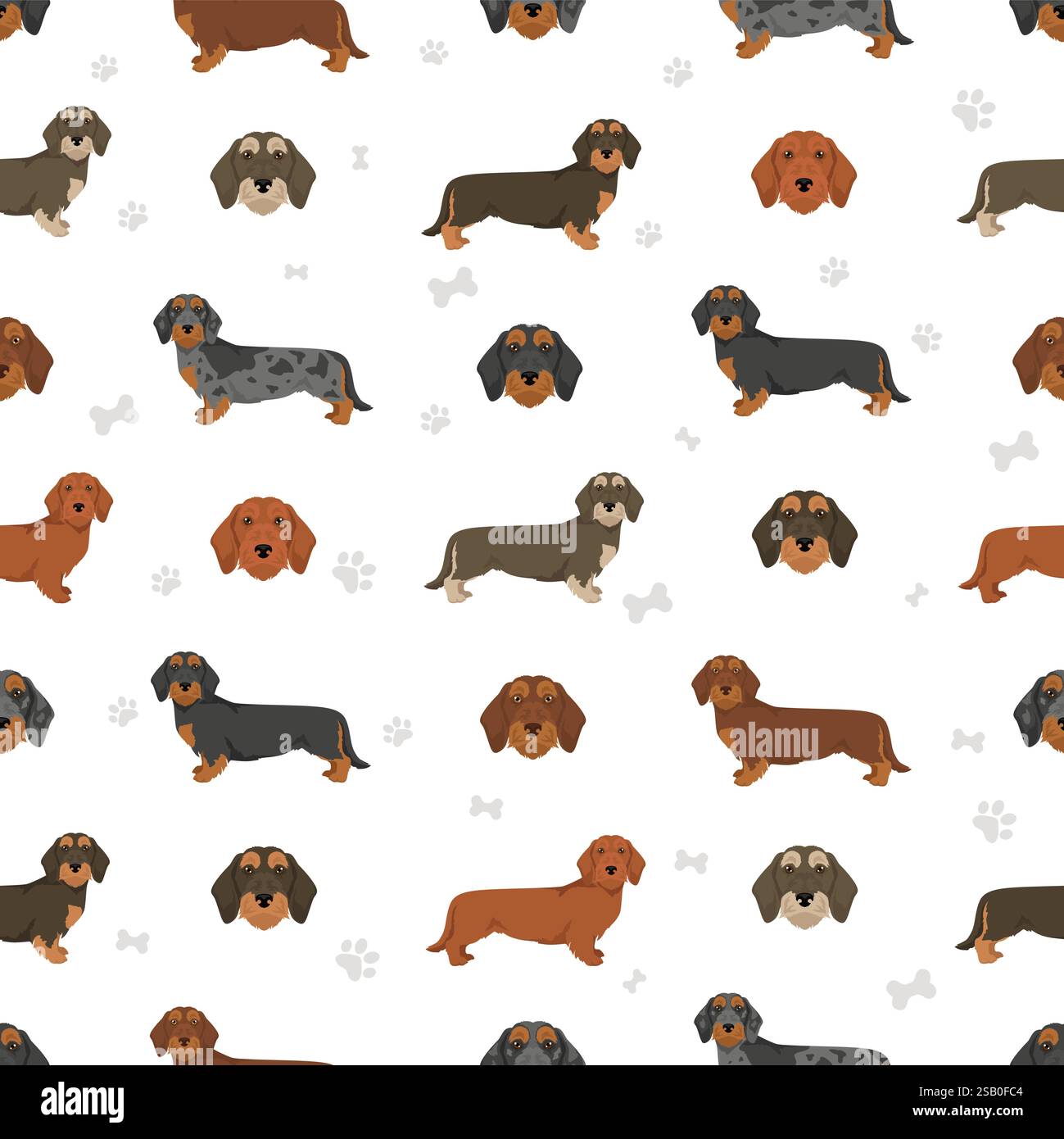 Dachshund wire haired dog seamless pattern. Different coat colors set.  Vector illustration Stock Vector