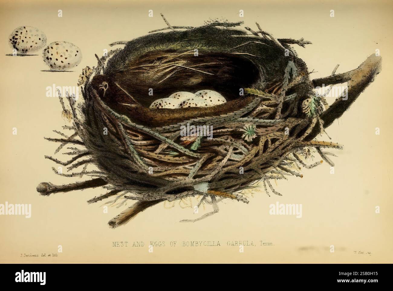 Illustrated academic materials hi-res stock photography and images - Alamy