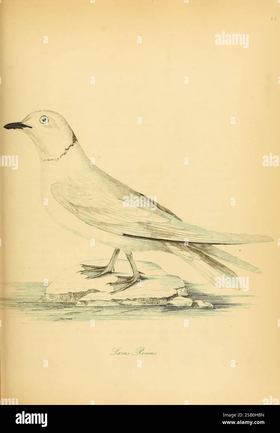 Illustrations of Ornithology, Dublin, Longman, Rees, Orme, Brown, Green, S. Highley, 1826-1835, birds, pictorial works, collection and preservation, arsenic compounds, A detailed illustration of a bird standing on a rock, featuring a slender body and elongated wings. The bird exhibits a predominantly light plumage with subtle shading that highlights its form. Its head is characterized by a slightly rounded shape and a distinct beak that reflects its feeding habits. The eyes are depicted with a watchful gaze, suggesting alertness. The rock beneath the bird is textured, adding depth to the scene Stock Photo