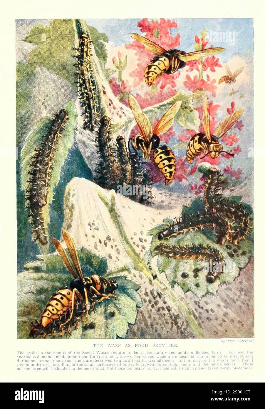 Marvels of Insect Life, New York, R. M. McBride, 1916, wasp, insects ...