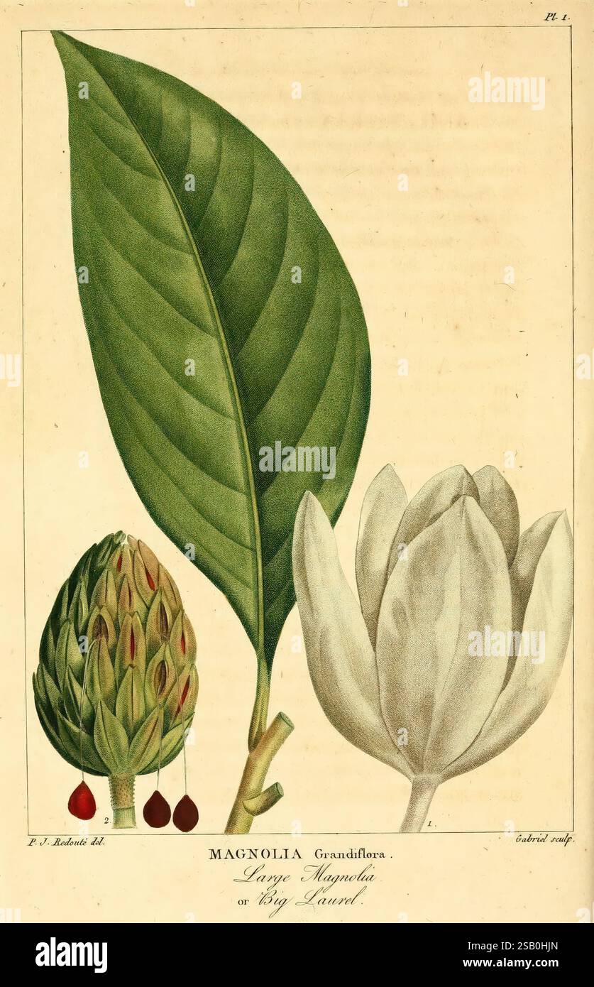 Magnolia Tree Structure Magnolia flower displays hi-res stock photography and images - Alamy