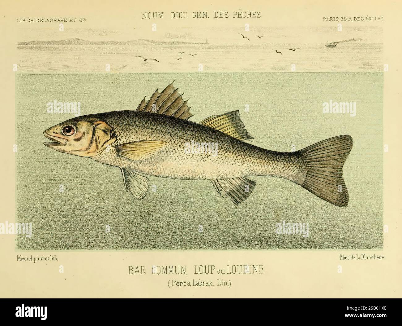 La Pêche Et Les Poissons – Nouveau Dictionnaire H. De La Blanchère (1868) – Édition Originale Illustrée