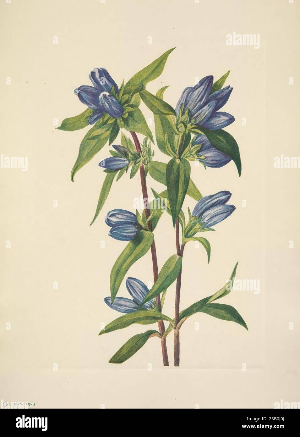 North American wild flowers Washington, D.C. 1925 botany North America ...