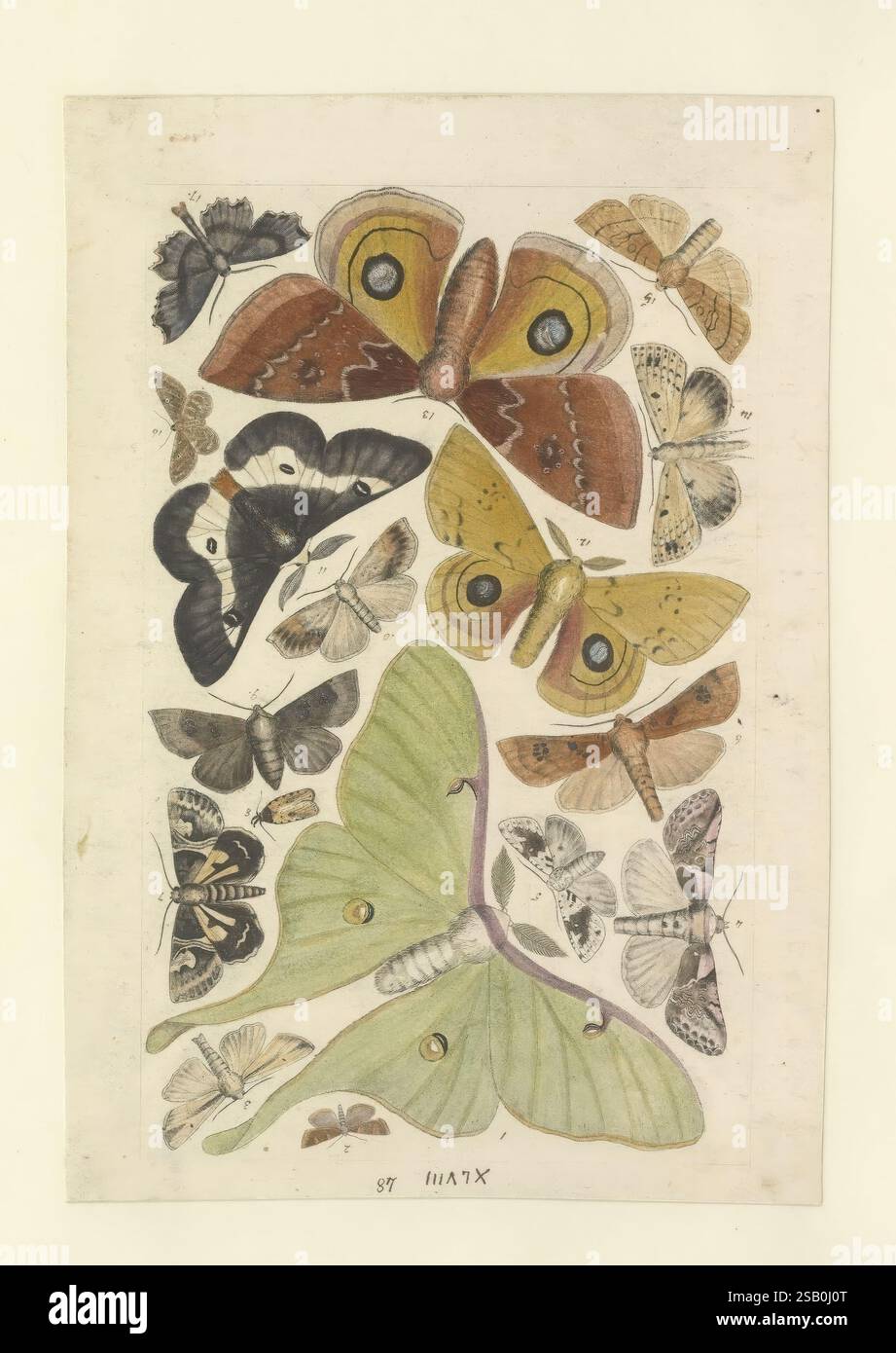 Several beautifully illustrated moths hi-res stock photography and ...