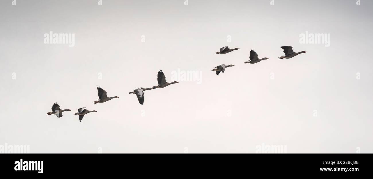 Flock of greylag geese (Anser anser) flying in formation against a ...