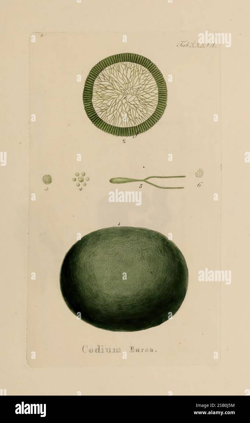 Hydrophytologiae Regni Neapolitani icones, Neapoli, Ex Typographia ...