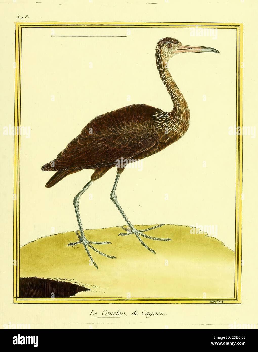 Planches enluminées d'histoire naturelle, Paris?, s.n, 1765-1783 ...