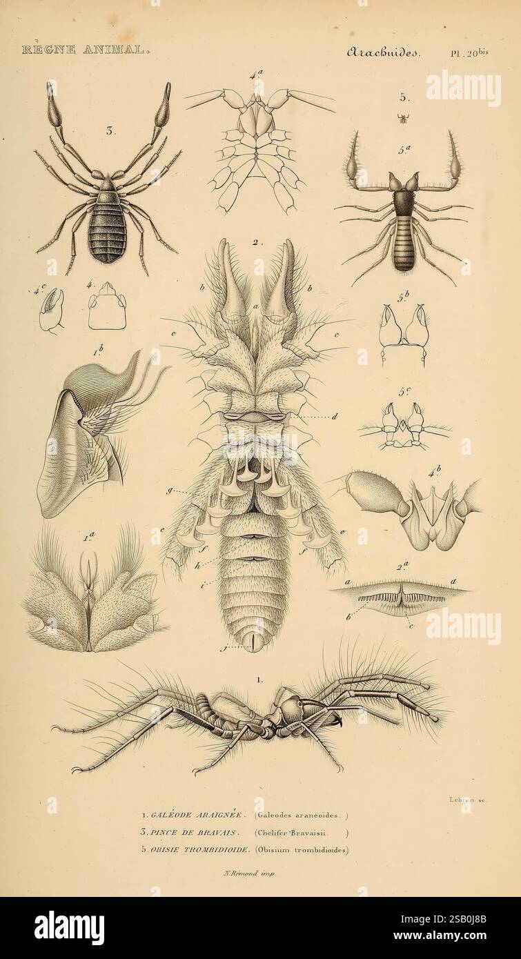 Animal Subclasses Le règne animal distribué d'après son organisation Paris, 1836-1849 ...