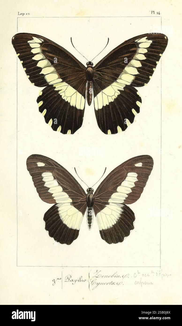 Striking cream colored sections hi-res stock photography and images - Alamy