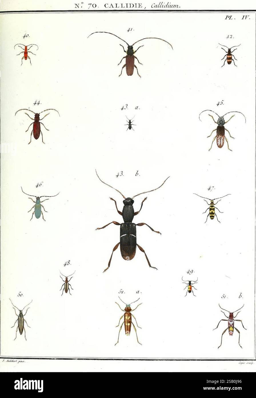 Insect Body Bitmap Featuring detailed body structures hi-res stock photography and images ...
