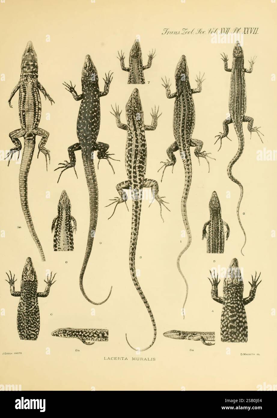 Lizard Knowledge Illustration features multiple varieties hi-res stock photography and ...
