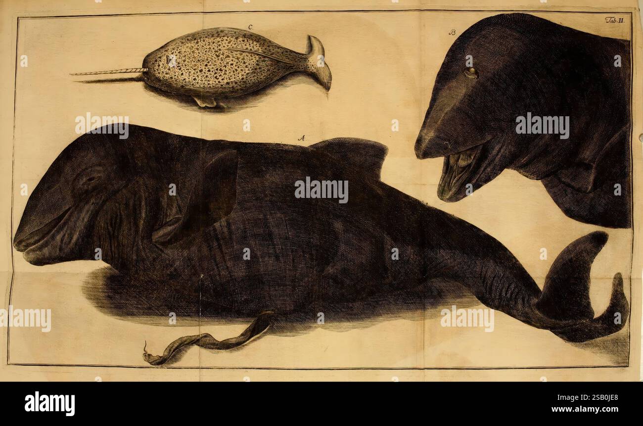 Iacobi Theodori Klein Historiæ piscium naturalis Gedani [i.e. Gdansk