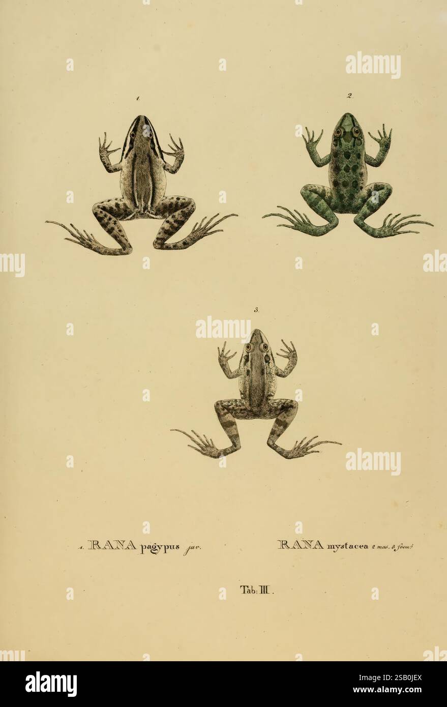 Animalia Nova Sive Species Novae Testudinum Et Ranarum Monachii F.S ...