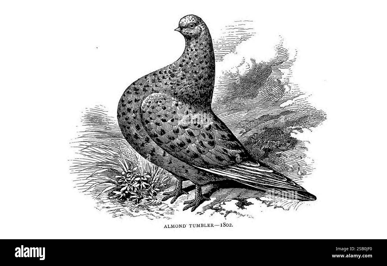 The pleasures of a pigeon-fancier London, S. Low, Marston, Searle, & Rivington, 1886 pigeons, taxonomy, trinomial, Columba livia domestica, A detailed illustration of a bird, displaying a rounded body adorned with intricate feather patterns. The bird features a distinctive head with a pronounced eye, contributing to its expressive appearance. Its wings are elegantly shaped, and the tail feathers extend outward, showcasing a blend of textures. Surrounding the bird are tufts of vegetation, enhancing the natural setting and emphasizing the bird's habitat. The artwork captures the essence of the b Stock Photo