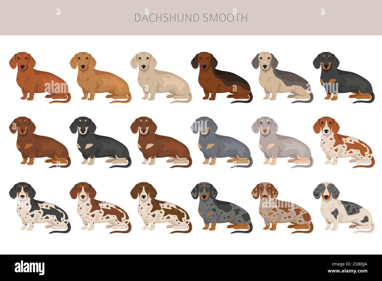 Dachshund short haired dog clipart. Different coat colors set. Vector ...