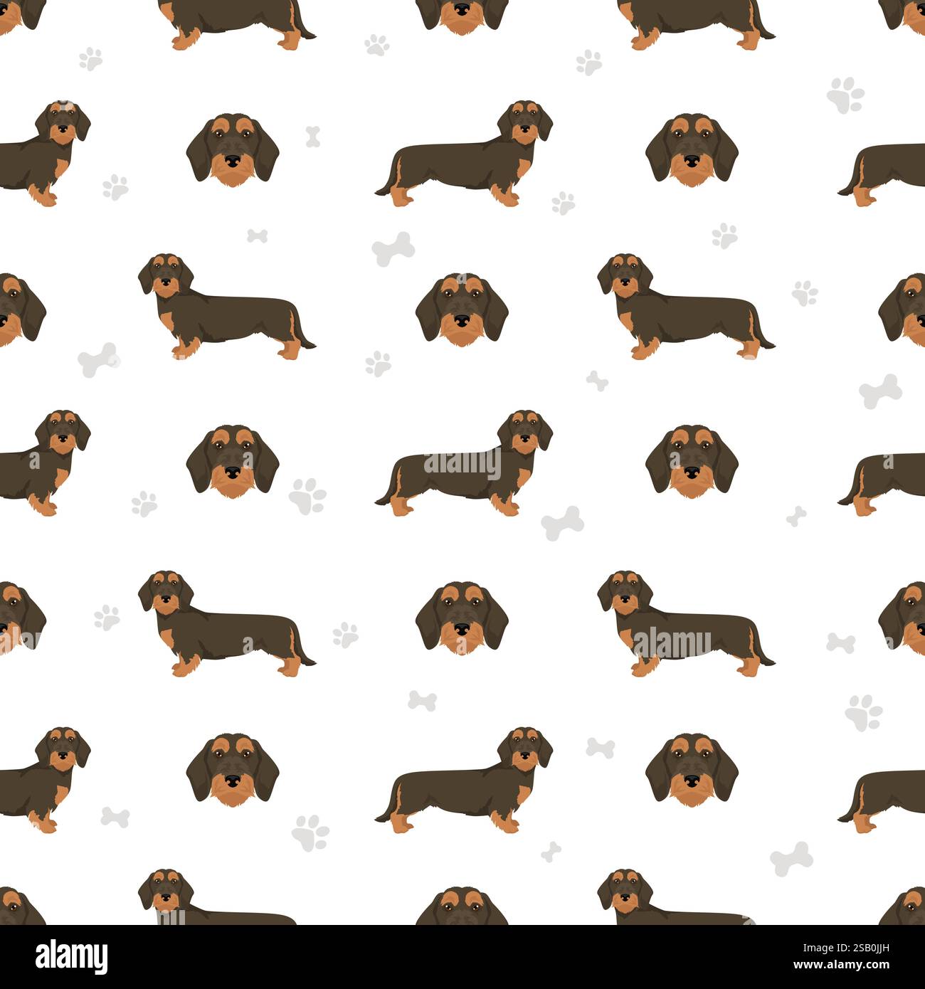 Dachshund wire haired dog seamless pattern. Different coat colors set.  Vector illustration Stock Vector
