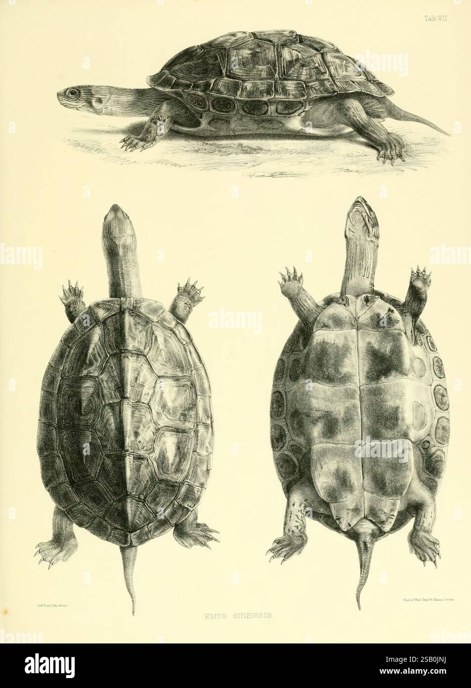 Catalogue of shield reptiles in the collection of the British Museum