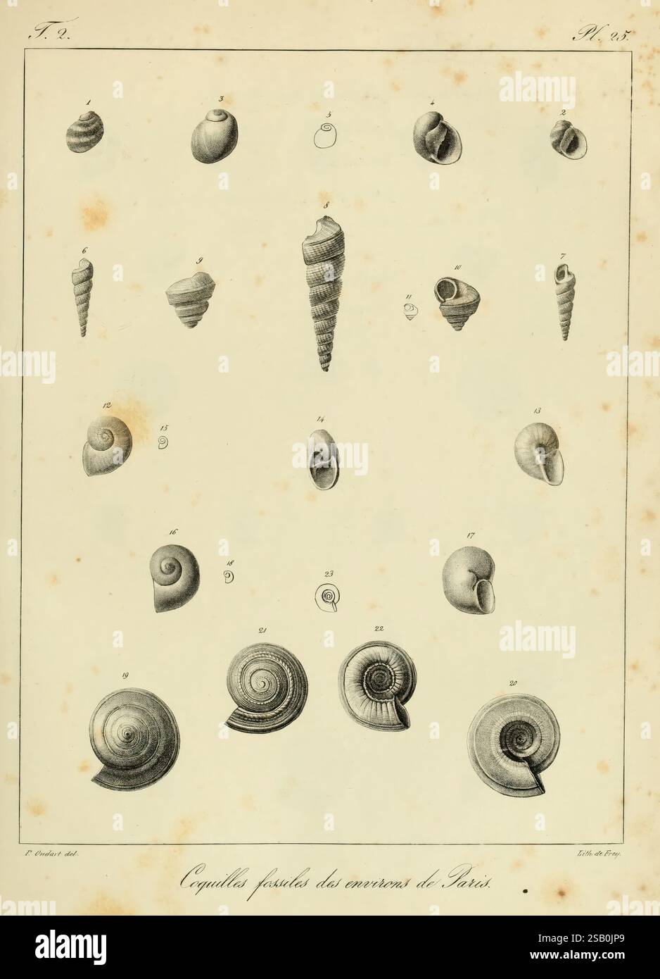 Twelve distinct shell types hi-res stock photography and images - Alamy