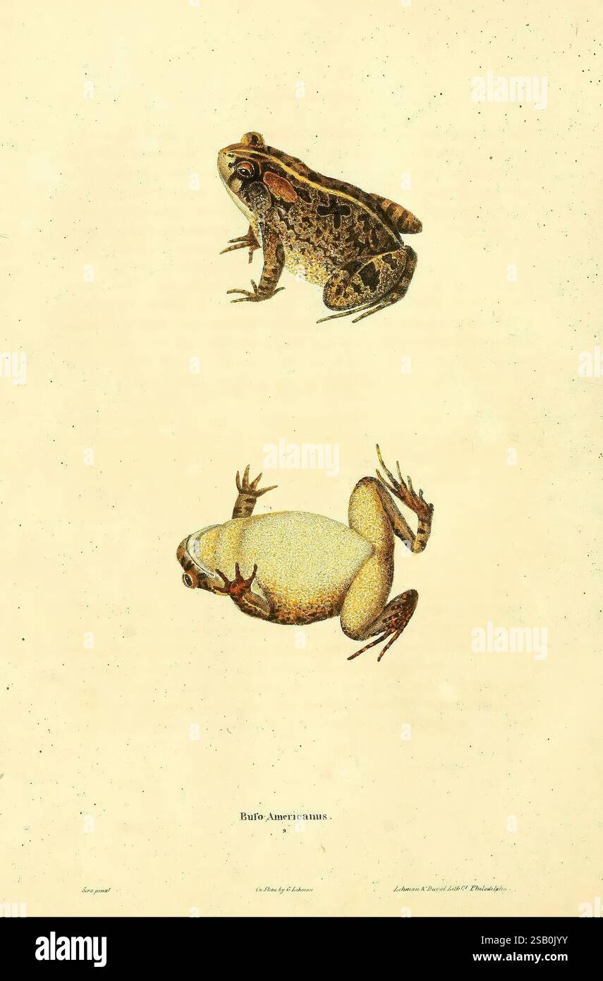 Artwork features two distinct species hi-res stock photography and ...