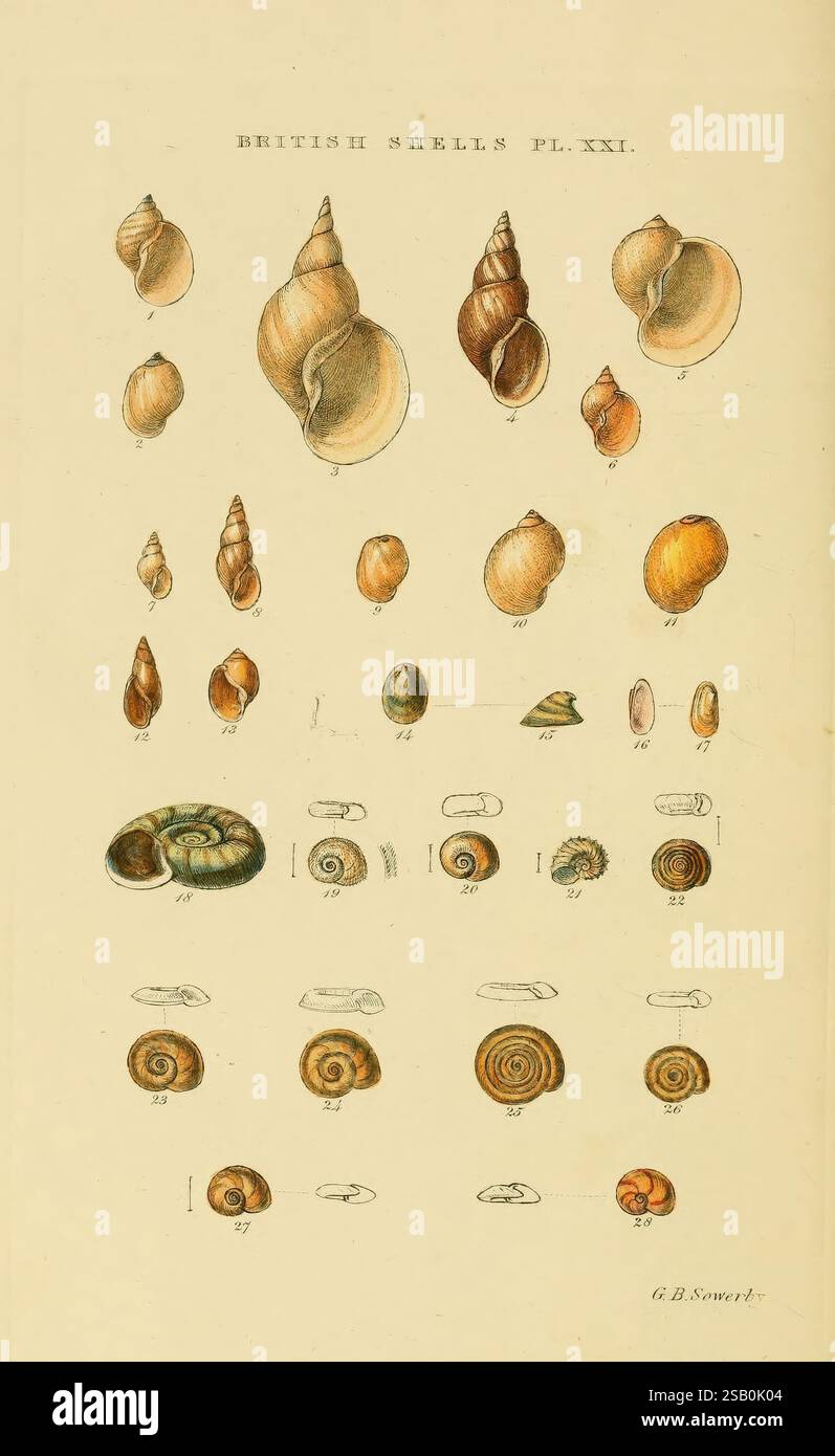 Marshall Shell Several shells labeled hi-res stock photography and images - Alamy