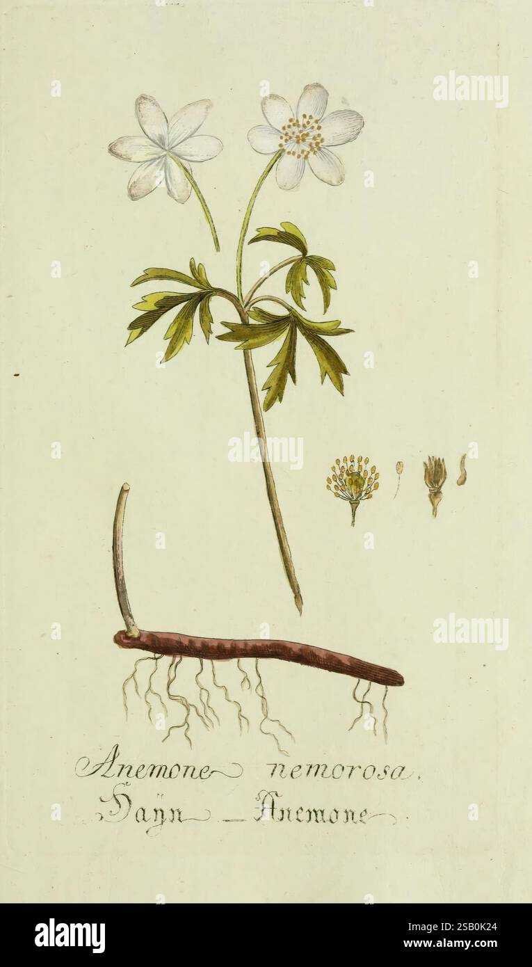 Plantarum indigenarum et exoticarum icones ad vivum coloratae, oder ...