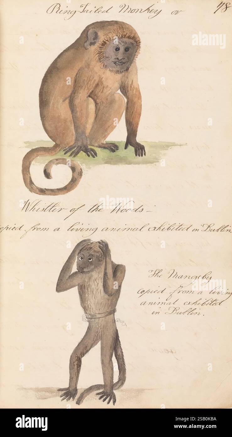 The Naturalists Companion containing drawings with suitable ...