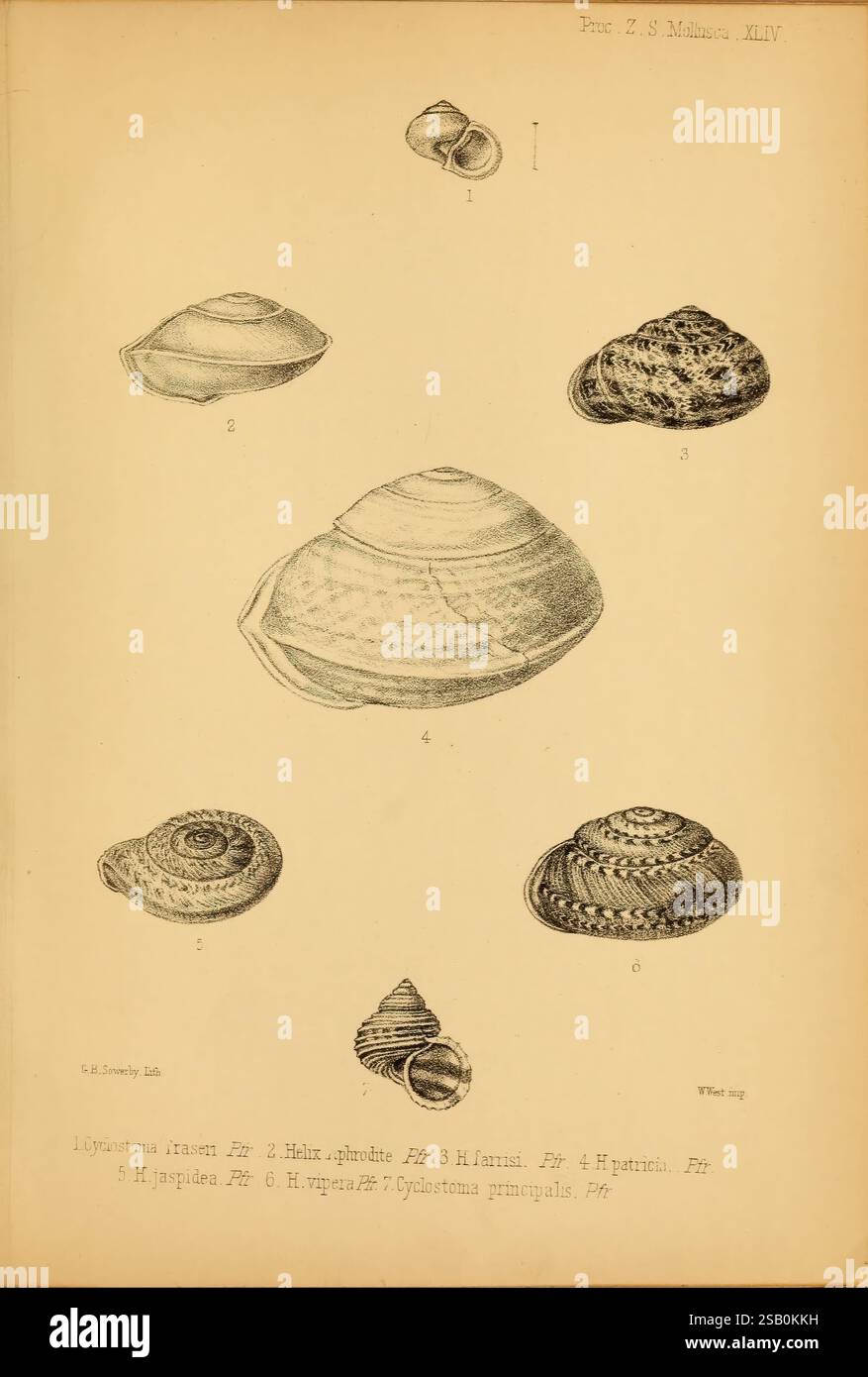 Pronounced spiral pattern hi-res stock photography and images - Alamy