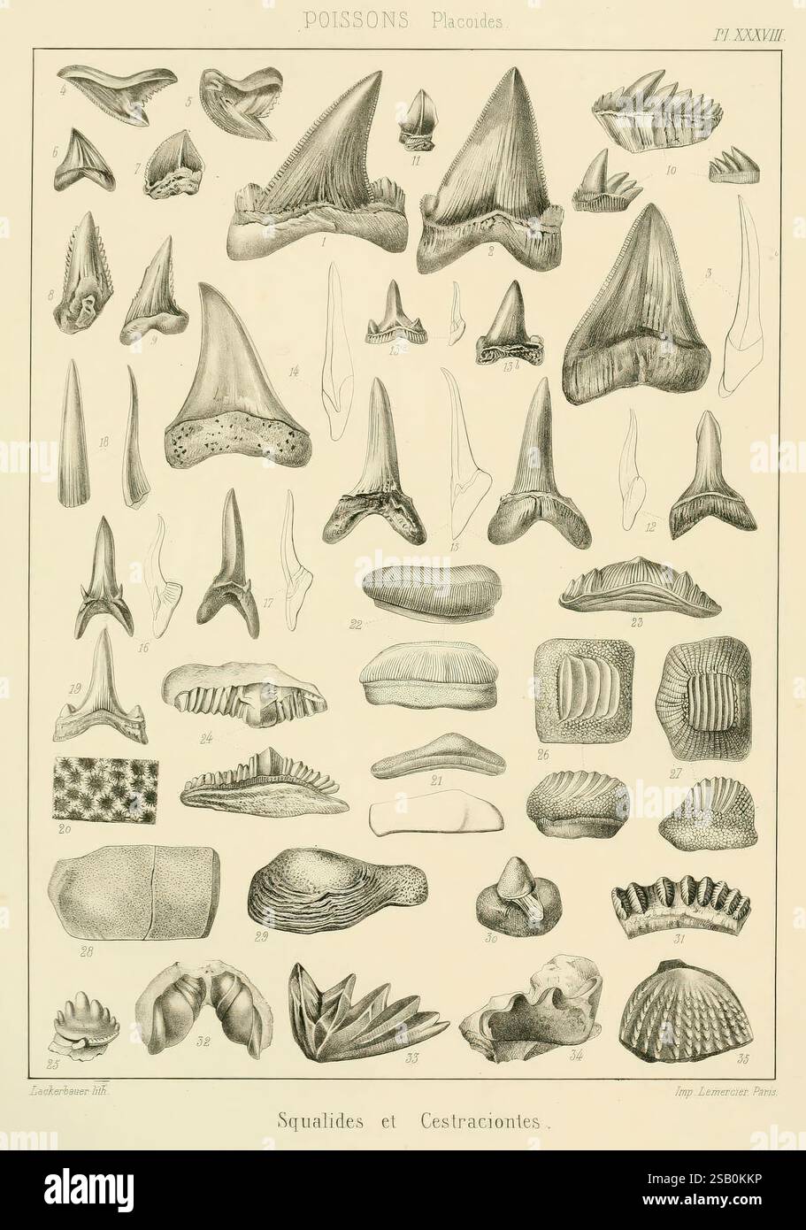 1853 1857 paleontology fossils pictorial hi-res stock photography and ...