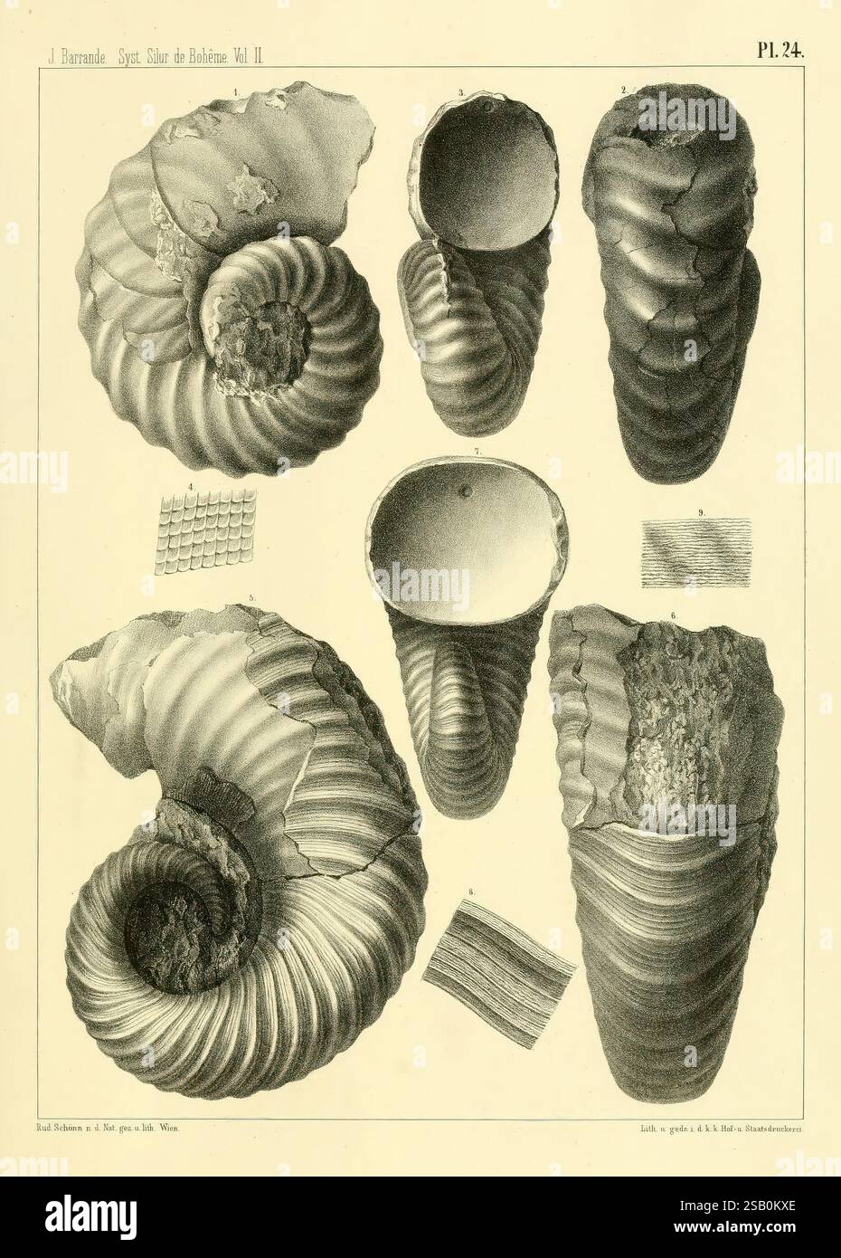 1852 1911 paleontology czech republic bohemia silurian invertebr hi-res