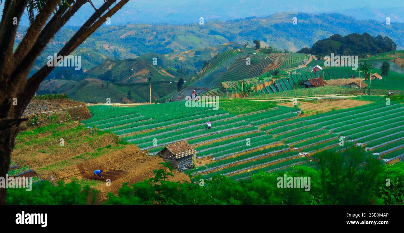 Farmer's activity in an onion farming area on top of a hill Stock Photo ...