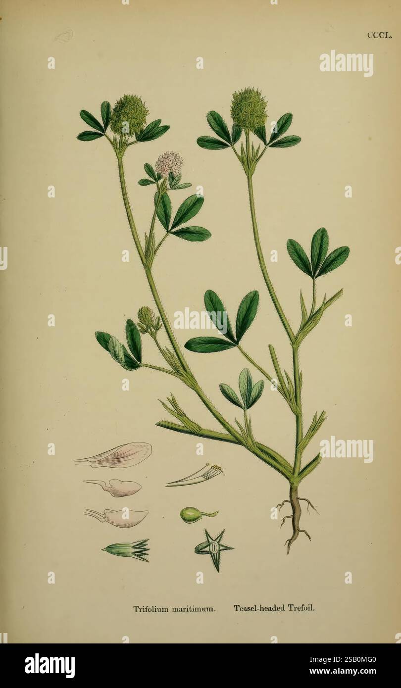 English, botany, or Coloured, figures, of, British, plants, London, R ...