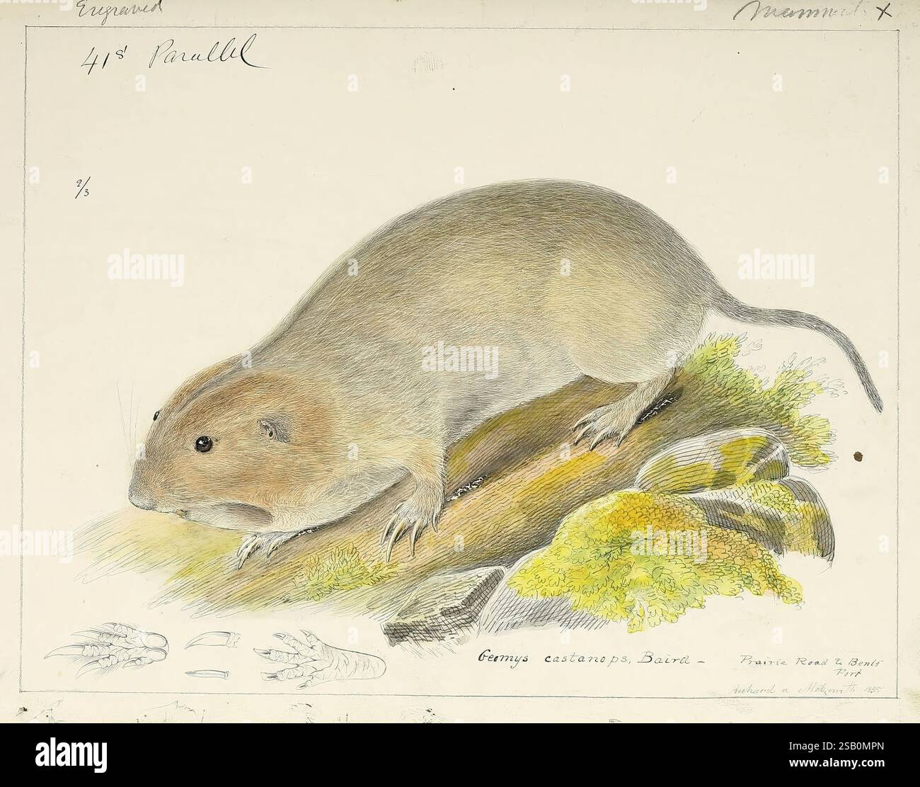 Catalogue North American mammals with drawings and proof of plates