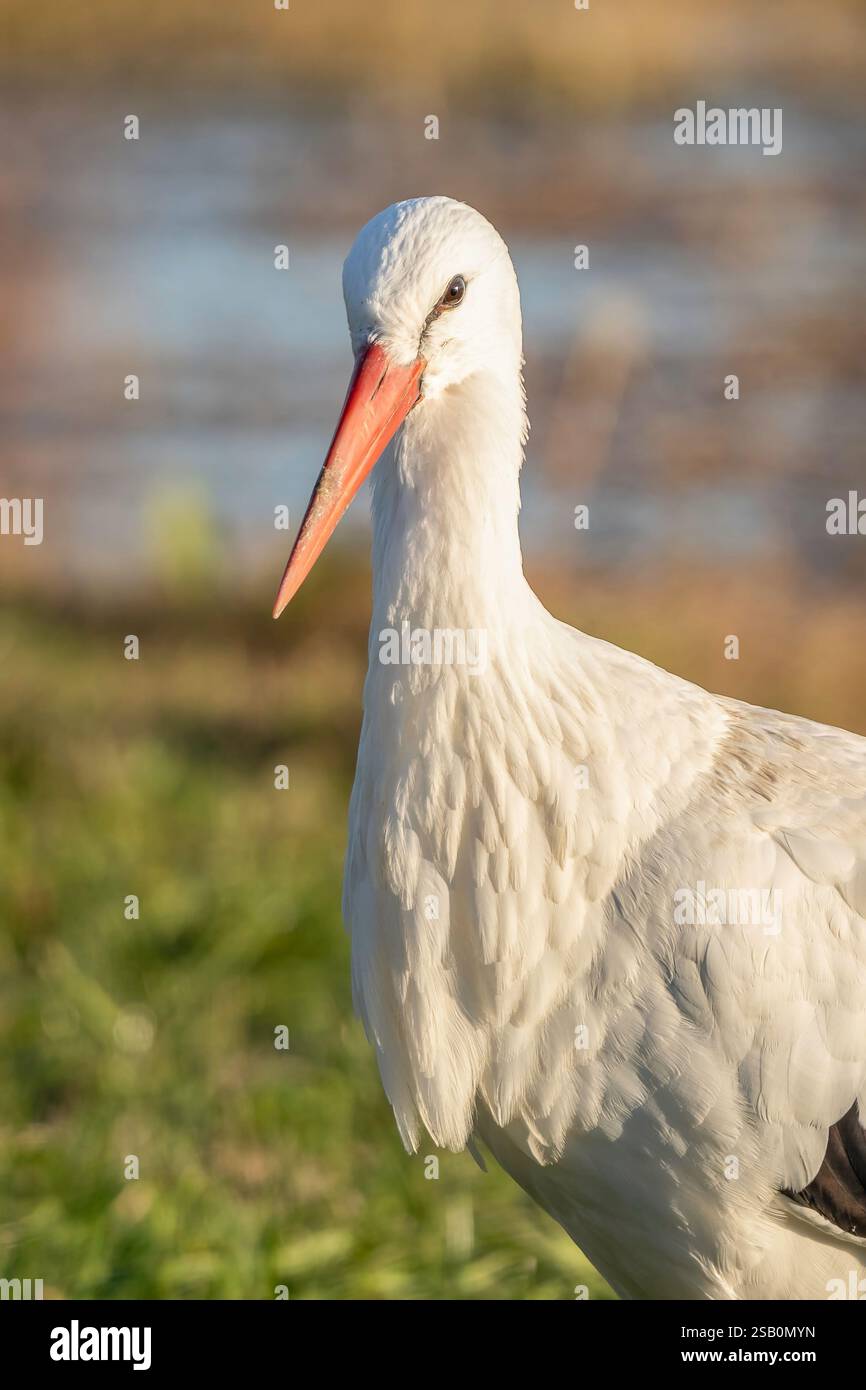 White stork (ciconia ciconia). A large migratory wading bird that has ...