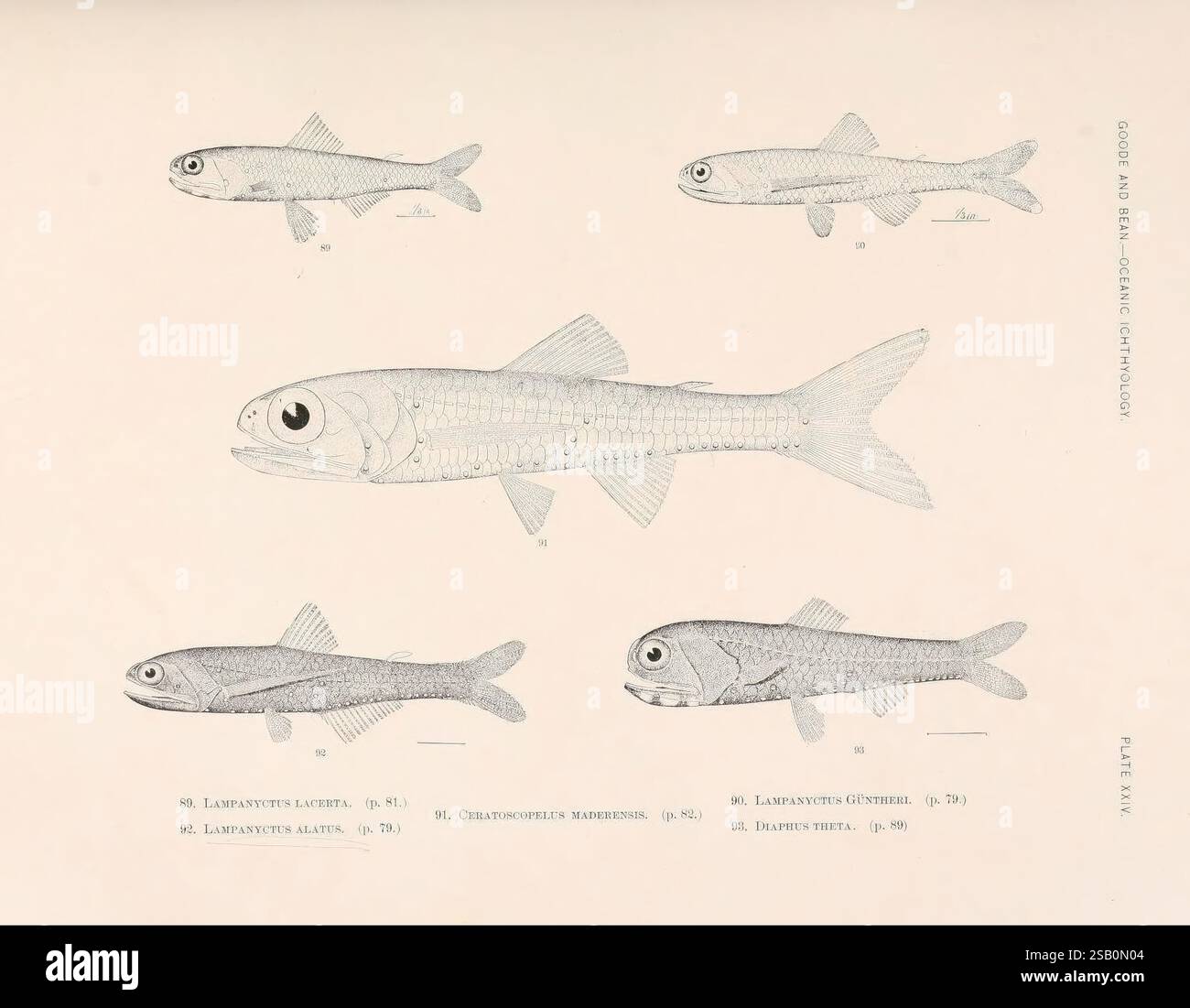 Oceanic ichthyology, v.22 atlas, Cambridge, U.S.A, 1896, Atlantic Ocean ...
