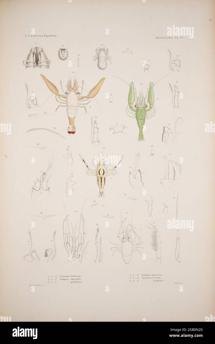 Crustaceans Multiple Image Series of detailed depictions of various crustaceans hi-res stock ...