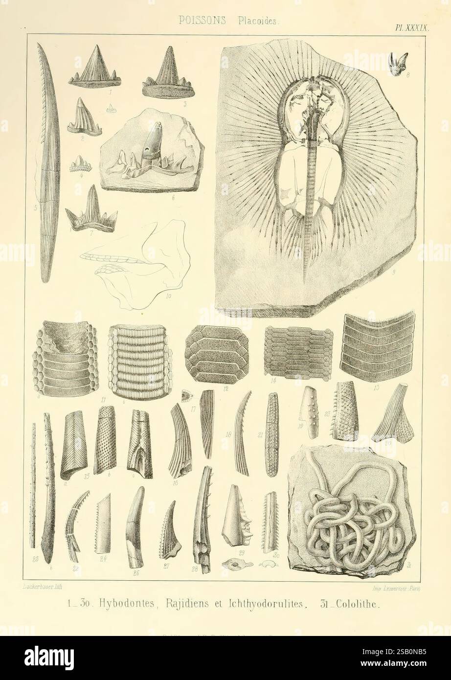 1853 1857 paleontology fossils pictorial hi-res stock photography and ...