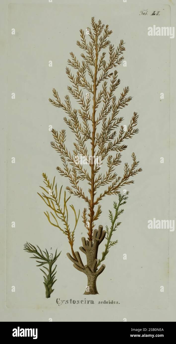 Branching patterns in shades of green hi-res stock photography and ...