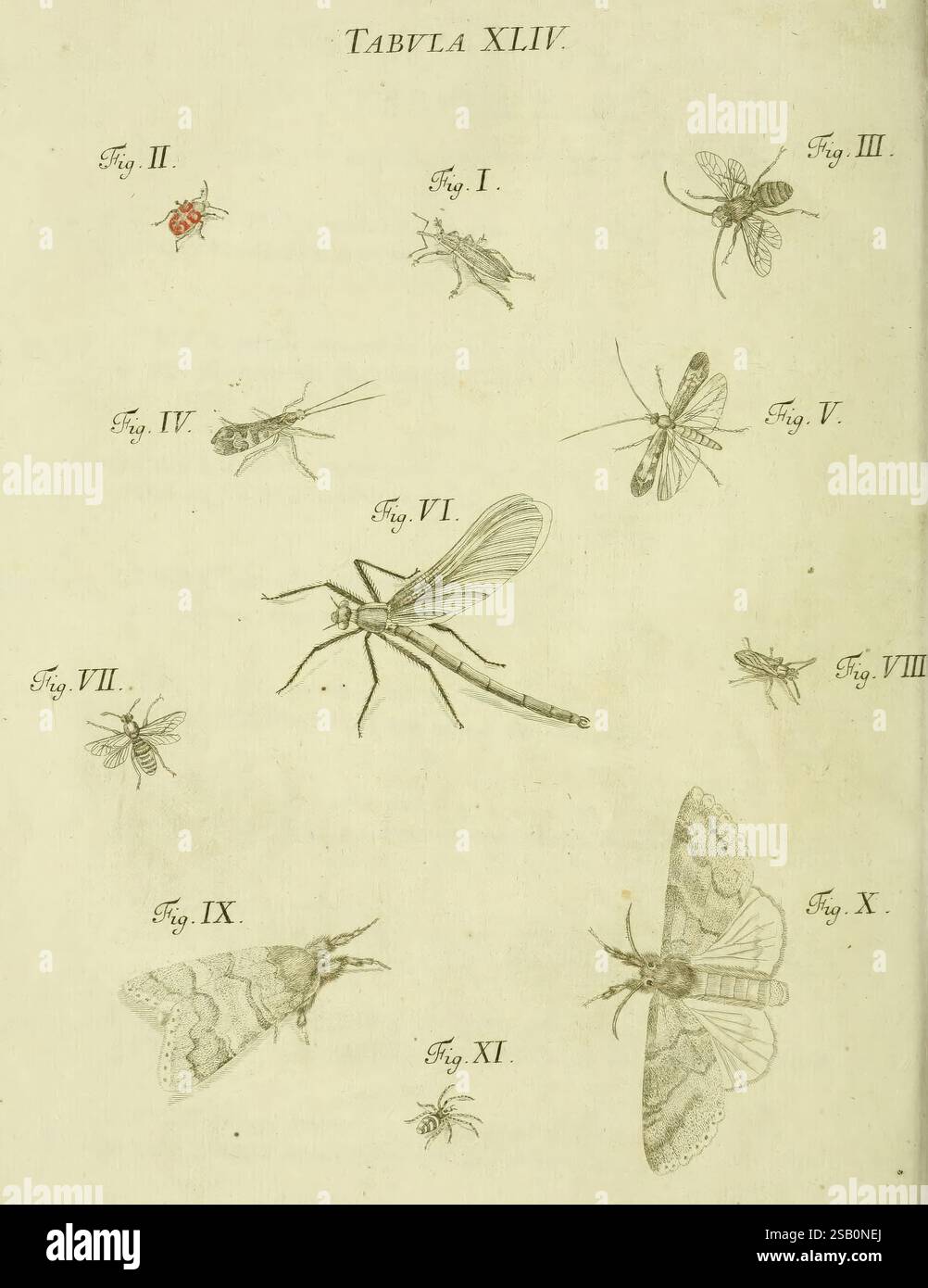 1791 germany insects regensburg arthropoda pictorial hi-res stock ...