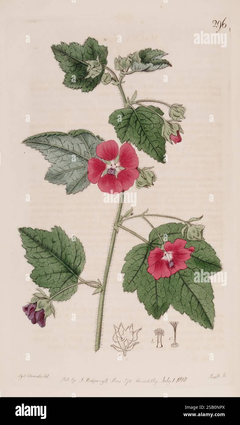 The Botanical Register, London, Printed for James Ridgway, 1815-1828 ...