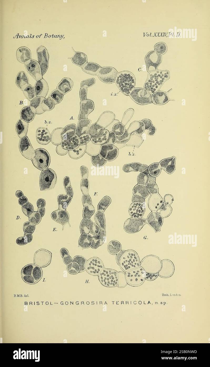 Annals of Botany, London, botany, periodicals, plants, This illustrated ...