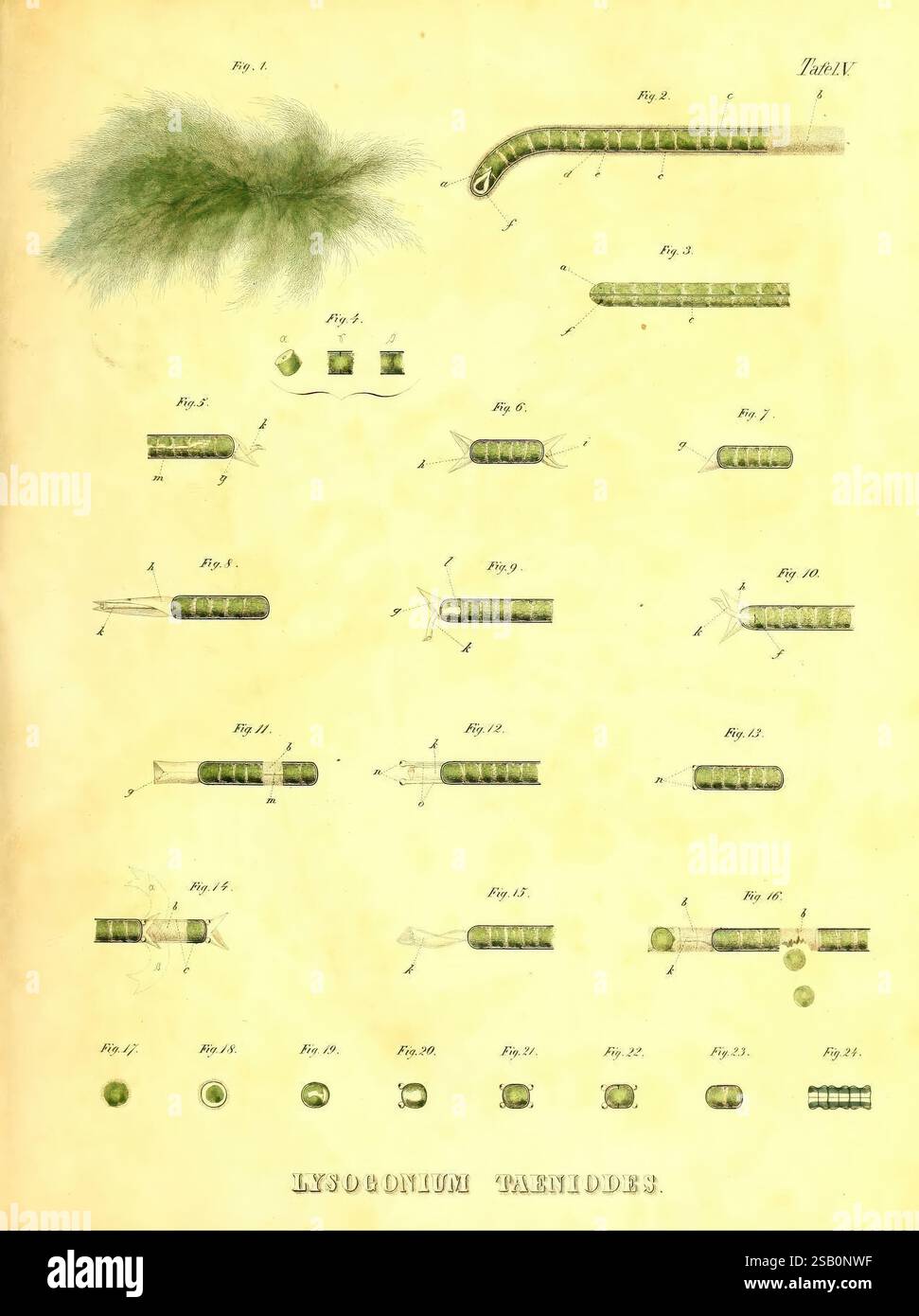 Organisms distinct morphological characteristics hi-res stock ...