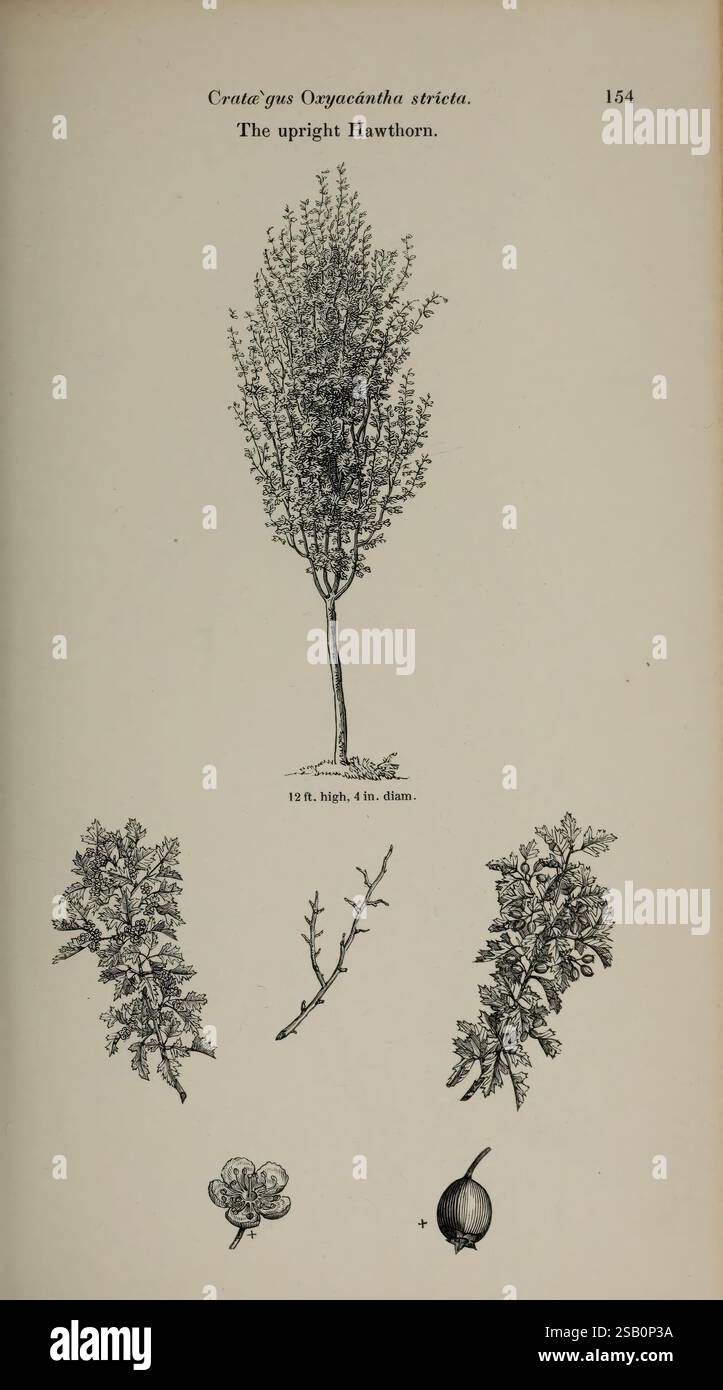 London Classification Arboretum et fruticetum britannicum, or London, J.C. Loudon, 1844 ...