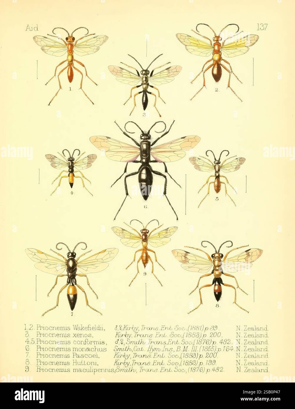 Insect Classification Background Insect Classification Identification 2828x964