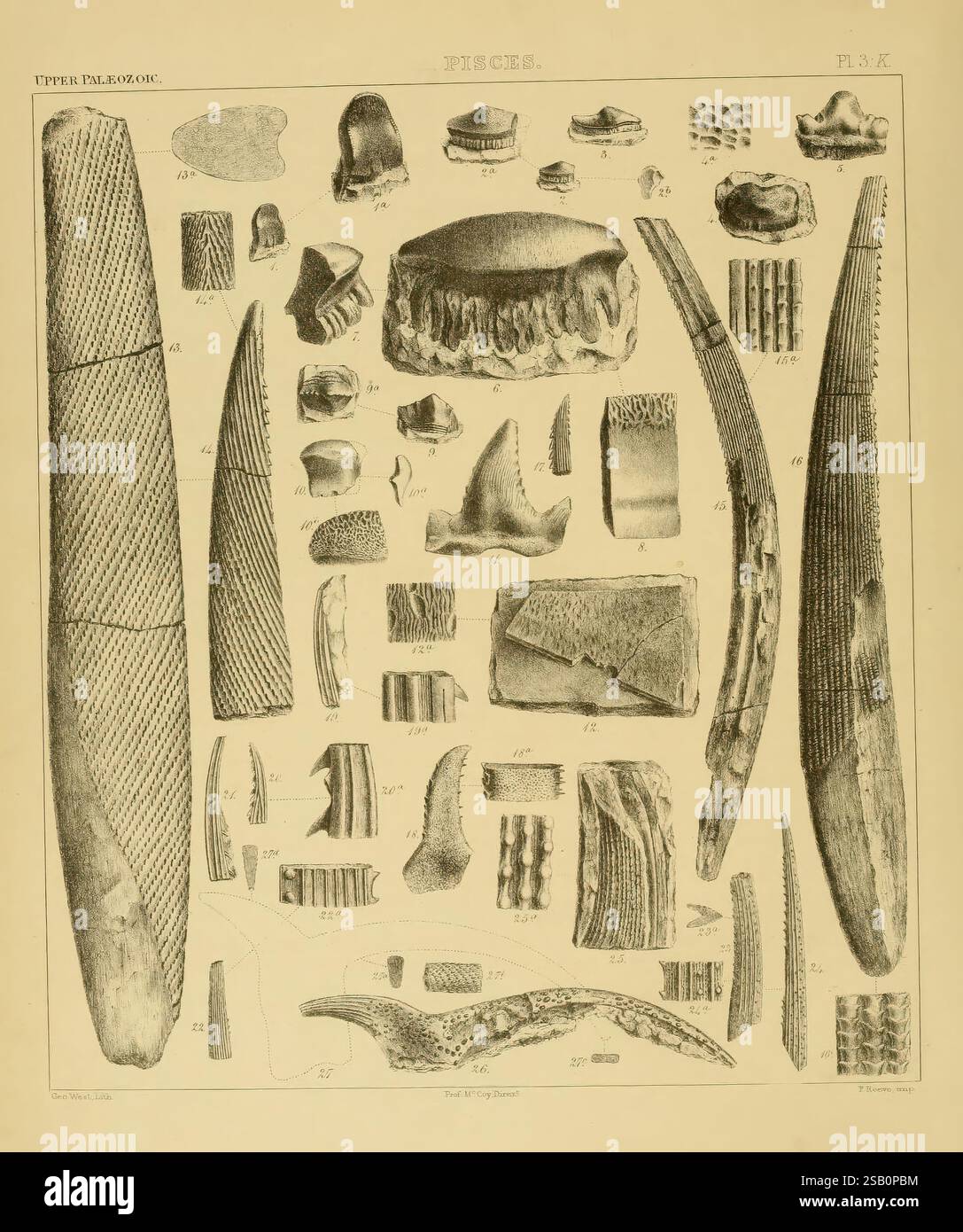 London Classification Geologystratigraphic hi-res stock photography and images - Alamy